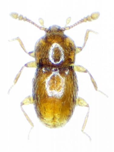 Cephennium atomarium
